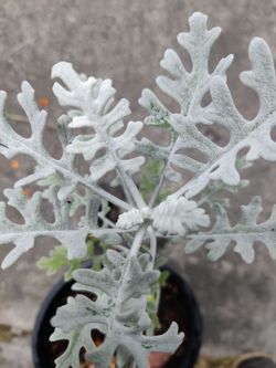 Live healthy plant silver leaves 1-gal