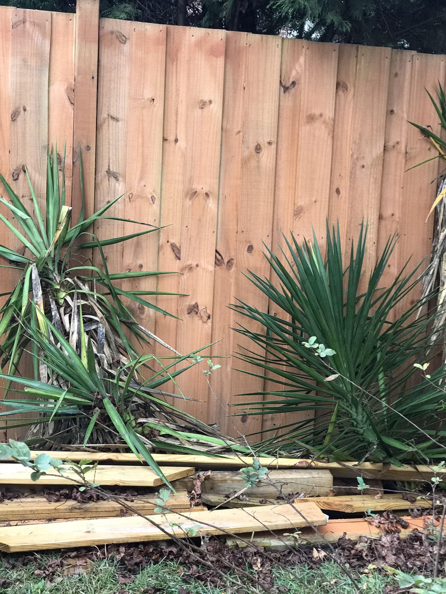 Yucca Plants! And other plants and Flowers! Outdoor Plants for the Garden! Many sizes and prices!!