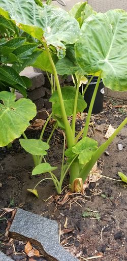 Elephant ear tree cousin