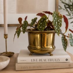 Vintage English Solid Brass Lion Handle Footed Cachepot Planter Mid Century Jardinière  