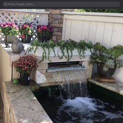 Koi Pond