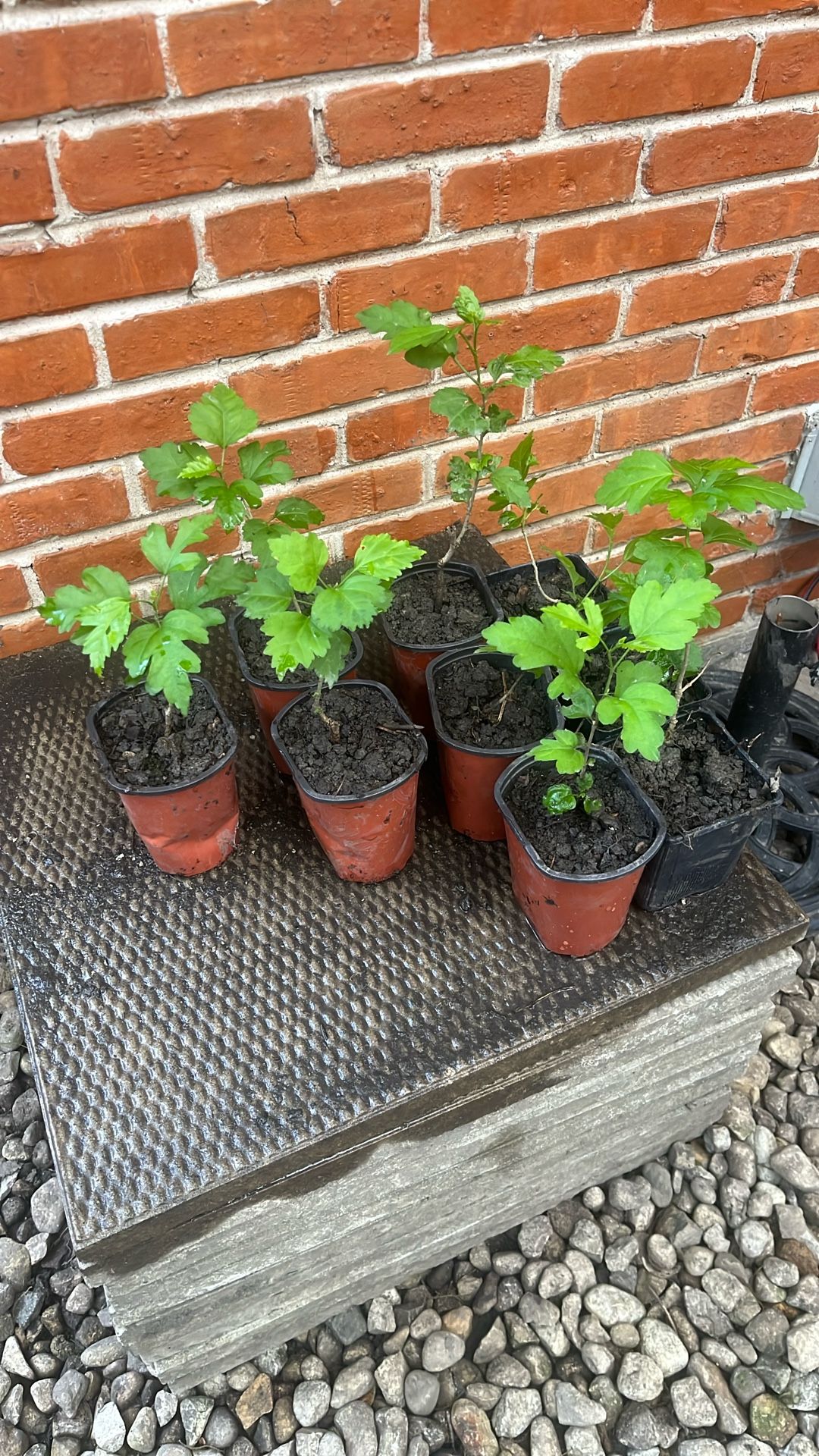 Rose of Sharon Plants – Lilac Purple & White