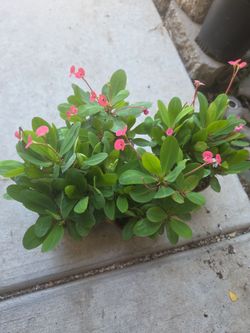 Crown of thorns