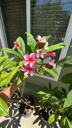 Plumeria Plants