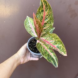 5” Aglaonema Red Legacy 