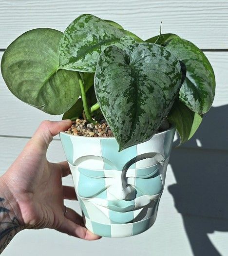 Potted Scindapsus Pictus Exotica