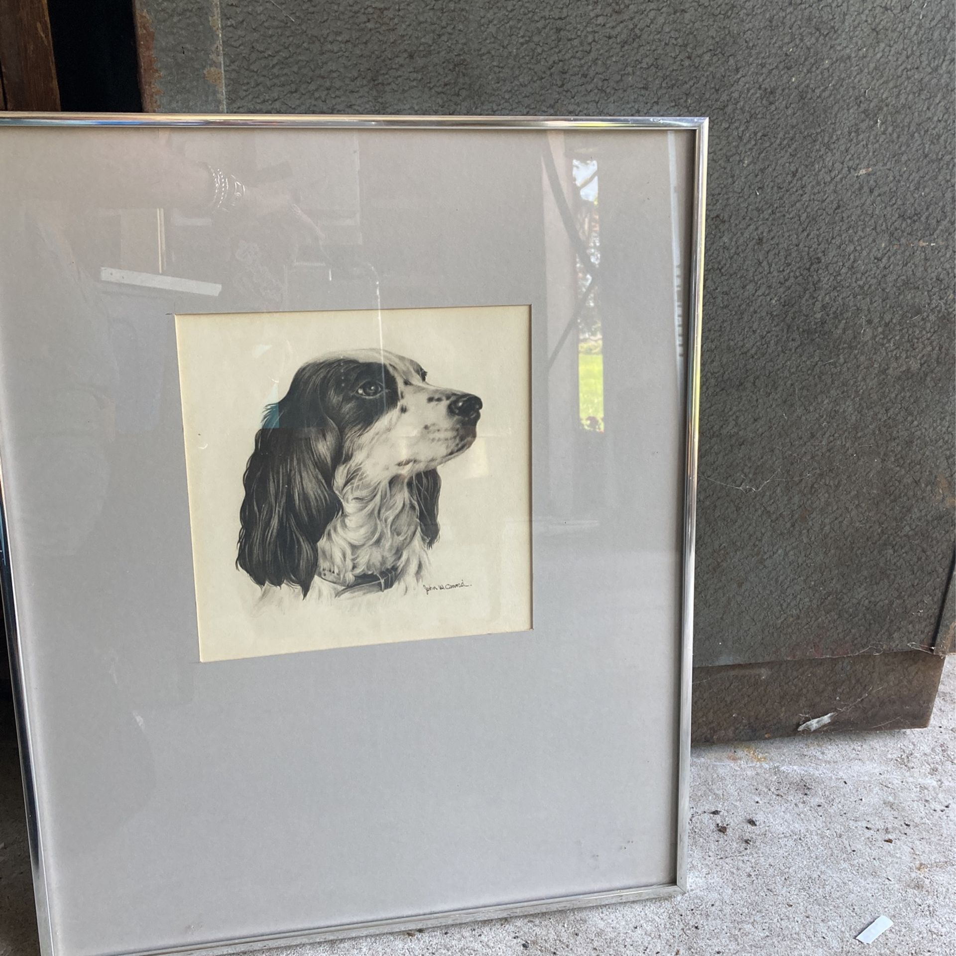 Dog Picture