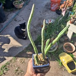 Inch Worm Succulent Plant 