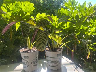 Calathea