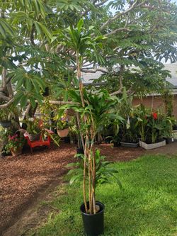 Dracaena Deremensis