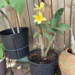 Plumeria 