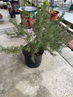 Rosemary plant