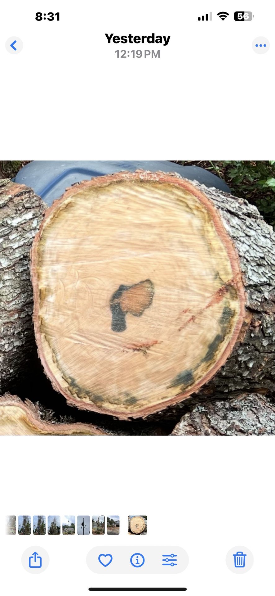 Maple Slabs and Stumps—Spalted Maple