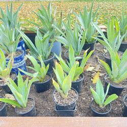 Sm/Med/Lg - AZ Native Agave Plants 