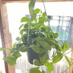 Hoya Fitchii Plants