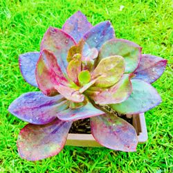 Big Succulent Plant - Beautiful Reddish Color