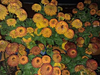 Black Eyed Susans Solar Sister Variety - 14 available - Healthy & Beautiful - Retails for $375!