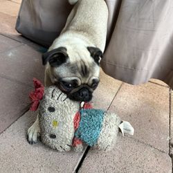 Free Pug Items 