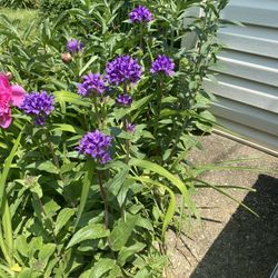 Discounted Perennial Plants 