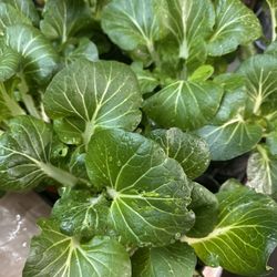 Bok Choy / Chinese Cabbage