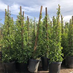 Privacy Hedge
