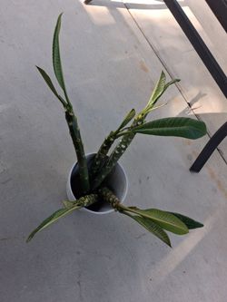 $5 each Plumaria White/Yellow Flower Cuttings ready to plant.