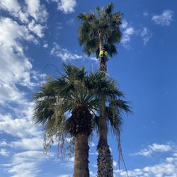 Palm Tree Trimming