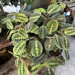 Plants Indoor $30 Each