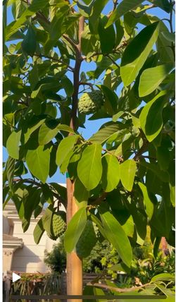 Atemoya Tree