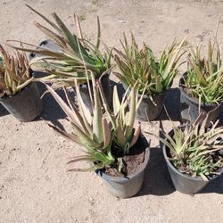 Aloe Vera Pots
