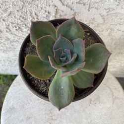 6 Inch Pot Succulent Plant - Echeveria Dark Moon - Rare - Rooted & Established - Drought Resistant 🪴