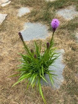 5 Blooming Dense blazing star (Liatris spicata)