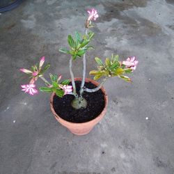 Desert Rose