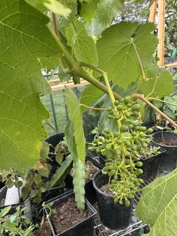 Green Seedless Small Grape 