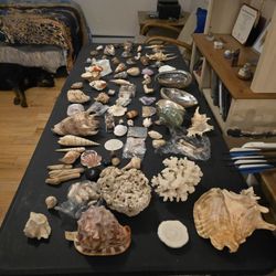Sea Shell Collection 