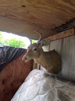 Real Deer head stuffed
