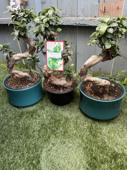 Bonsai