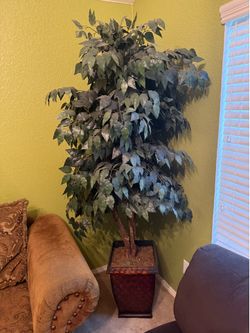 Tall Realistic Ficus Tree in Decorative Planter - Green