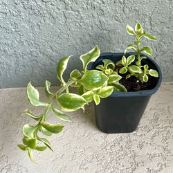 Aptenia  Cordifolia  Plant 