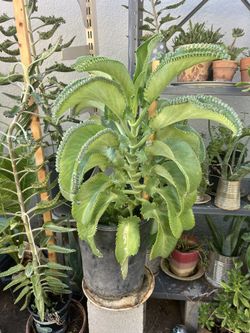 Crocodile Plant