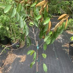 Grafted Purple Caimito Tree With Flower (4 Ft Tall) 3 Gallon Pot 