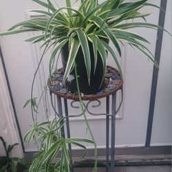 Large Spider Plant In 1-gal Nursery Pot