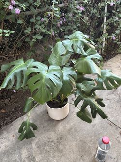 Beautiful House Plant.  