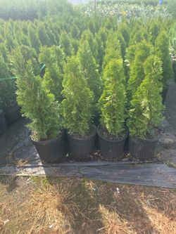 Potted Arborvitae  Emerald green