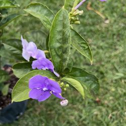 YESTERDAY TODAY & TOMORROW (7 Gallon Pot) Healthy & Beautiful Plant With Gorgeous Flowers 