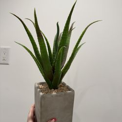 Fake Plant 