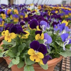 Pansy Flowers 