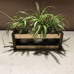 Hand Made Caddy Tray With Spider Plant