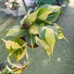 Plants (6”pot🌿Philodendron Brasil )