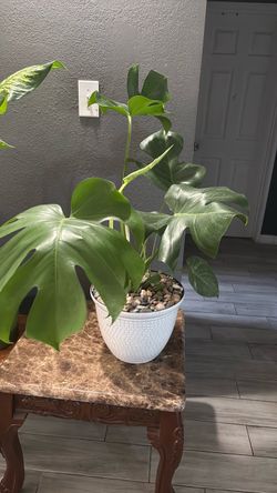 Monstera
